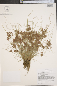 Cyperus bipartitus image